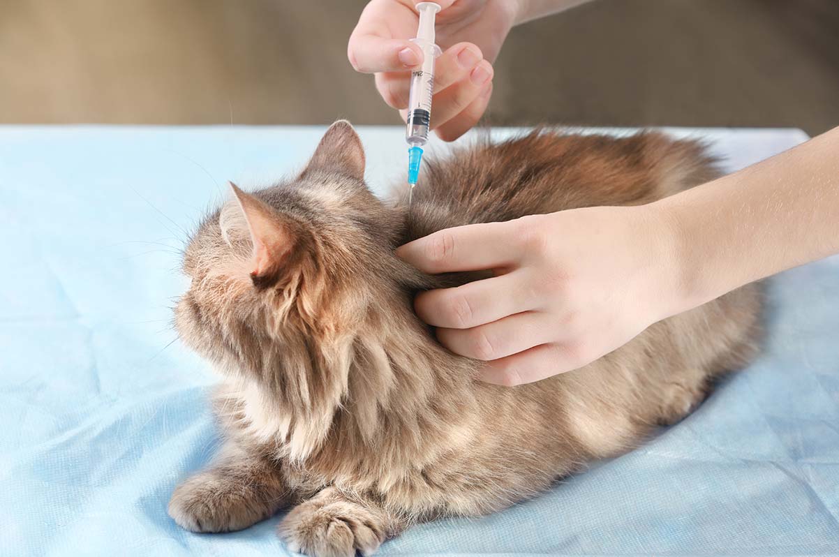 Бесплатные прививки для кошек в москве. Вакцинация кошек. Вакцинация кошек в Казани. Ветеринар с котом фото. Вакцинация кошек очень важно.