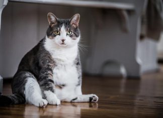 Cara Efektif Membuat Kucing Gemuk