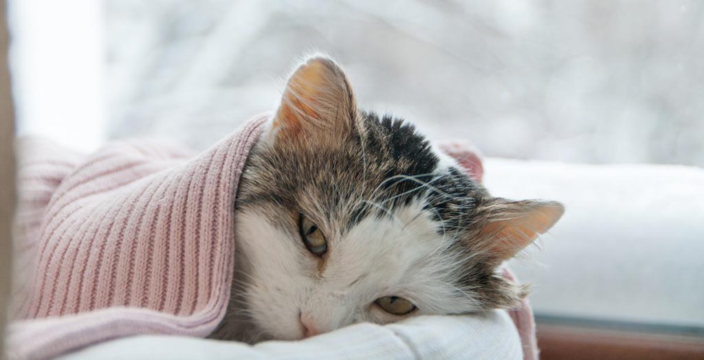 cara lengkap mengobati kucing flu