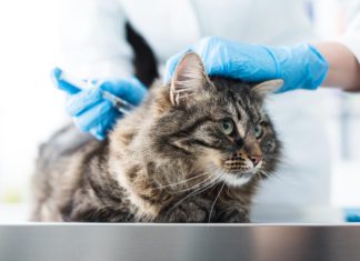 Informasi Lengkap Mengenai Vaksin Kucing