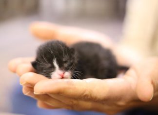 Cara Lengkap Merawat Anak Kucing Tanpa Induk