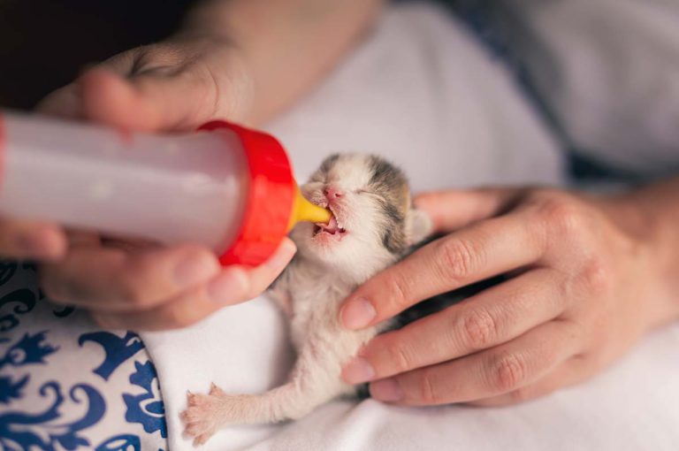 Cara Lengkap Merawat Anak Kucing Tanpa Induk - Blog Sukapets