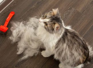 Penyebab Dan Cara Mengatasi Bulu Kucing Rontok