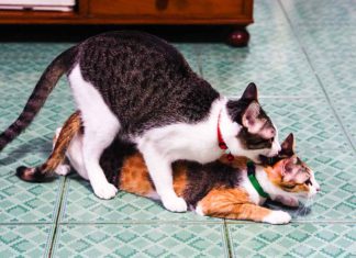 Cara Lengkap Mengawinkan Kucing