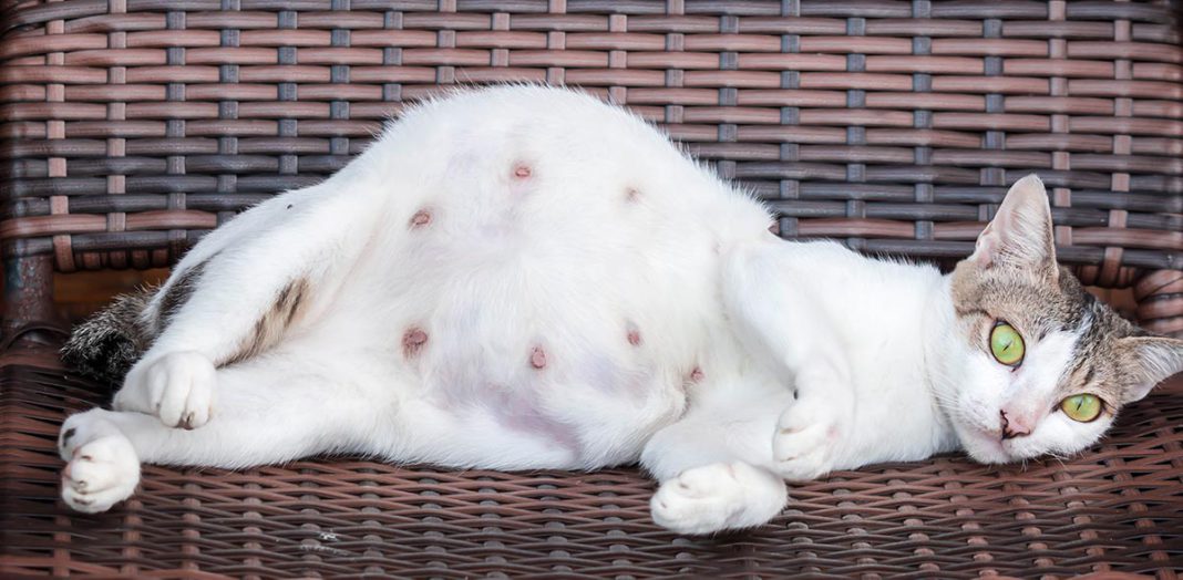 CiriCiri Kucing Hamil Dan Semua Yang Perlu Kamu Ketahui