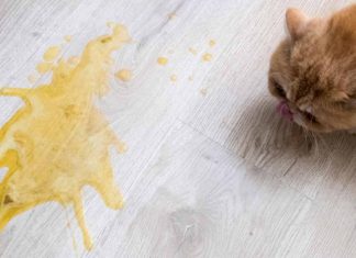 Penyebab Dan Cara Mengobati Kucing Muntah Cairan Kuning