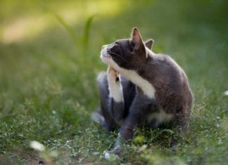 Cara Efektif Menghilangkan Kutu Pada Kucing