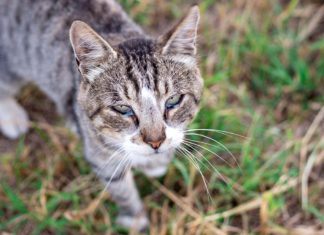 Penyebab Dan Cara Menangani Mata Kucing Berair dan Belekan