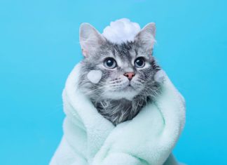 Cara Dan Tips Memandikan Kucing