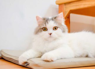 Sterilisasi Kucing – Pengertian, Manfaat, Syarat, Dan Semua Yang Perlu Kamu Ketahui