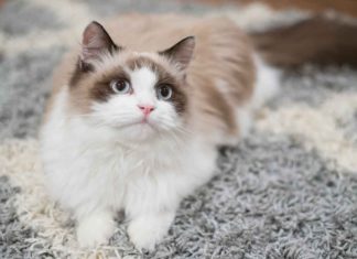 Cara Lengkap Melebatkan Dan Menebalkan Bulu Kucing