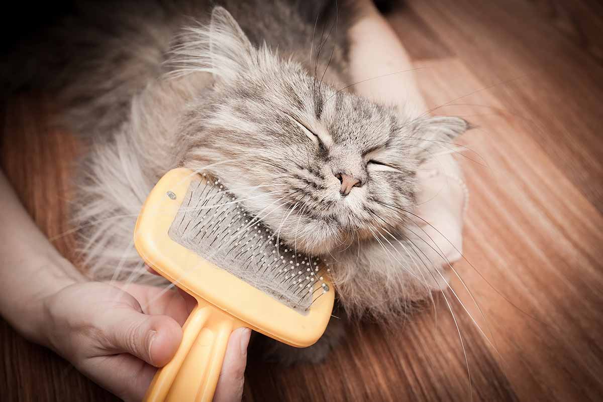Cara Lengkap Melebatkan Dan Menebalkan Bulu Kucing - Blog Sukapets