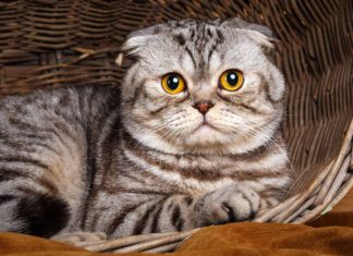 Kucing Mencret (Diare) – Ciri-Ciri, Penyebab, Cara Menangani