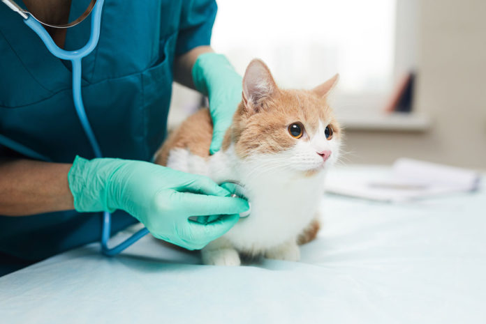 Kucing Demam – Penyebab, Ciri-Ciri, Dan Cara Menangani - Blog Sukapets