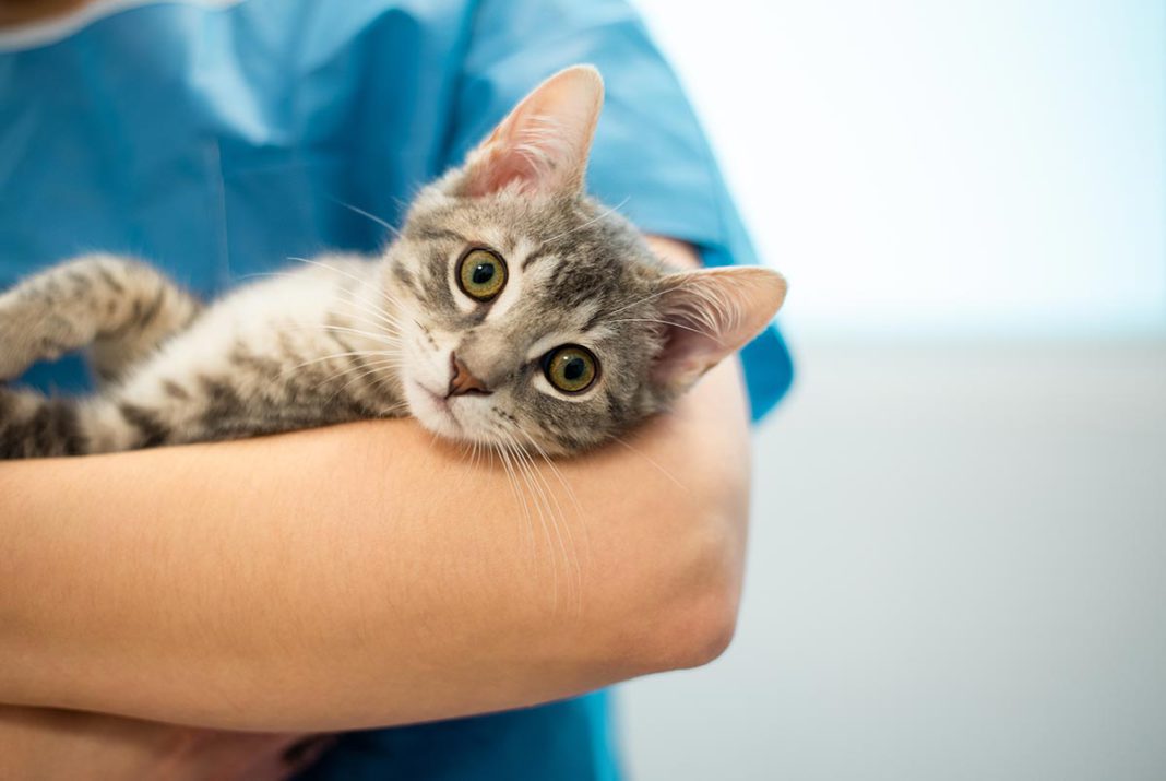 Kucing Keracunan – Penyebab, Ciri-Ciri, Dan Cara Mengatasi - Blog Sukapets