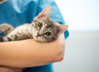 Kucing Keracunan – Penyebab, Ciri-Ciri, Dan Cara Mengatasi