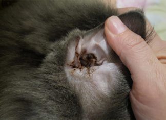 Kutu Telinga Kucing – Penyebab, Ciri-Ciri, Dan Cara Menangani