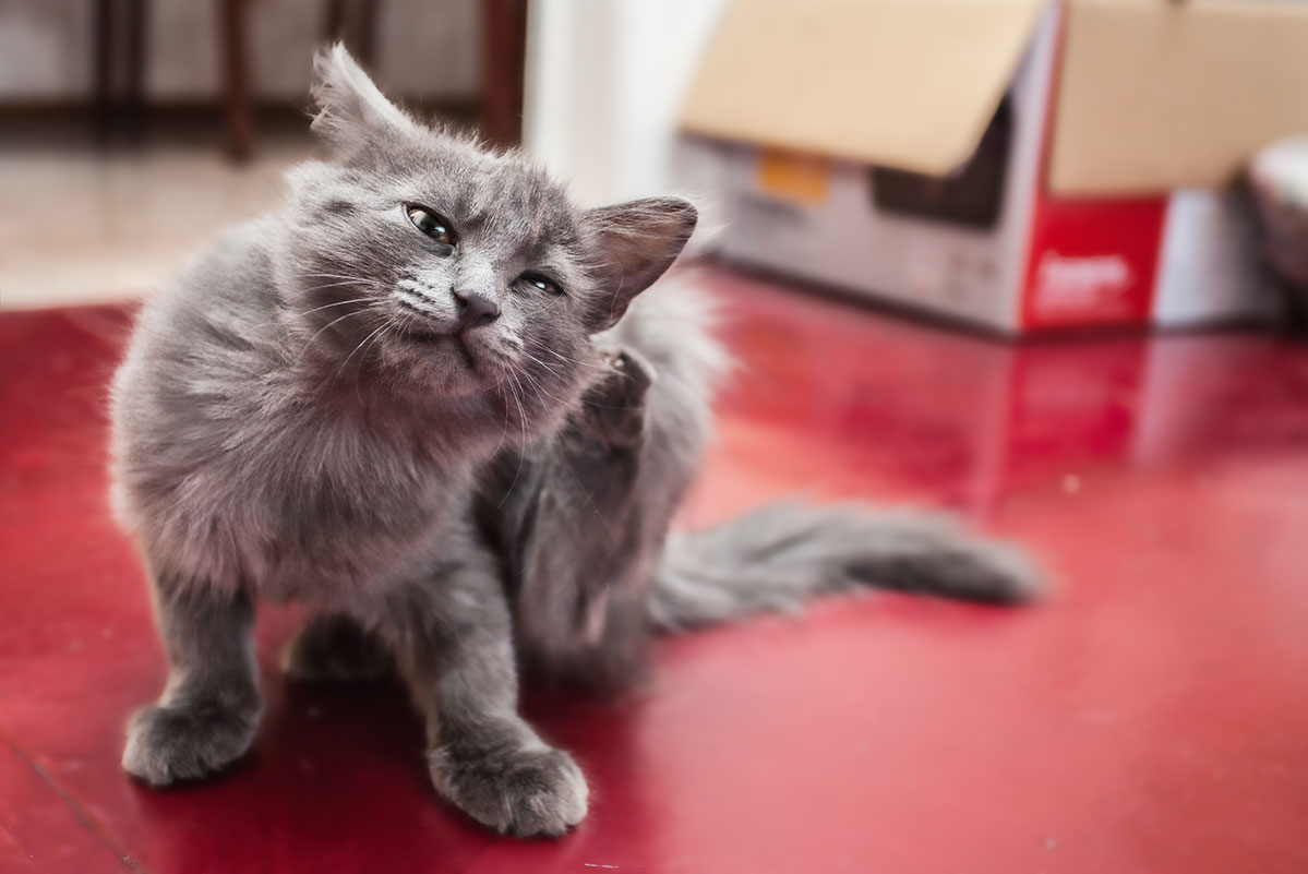 Kutu Telinga Kucing – Penyebab, Ciri-Ciri, Dan Cara Menangani - Blog
