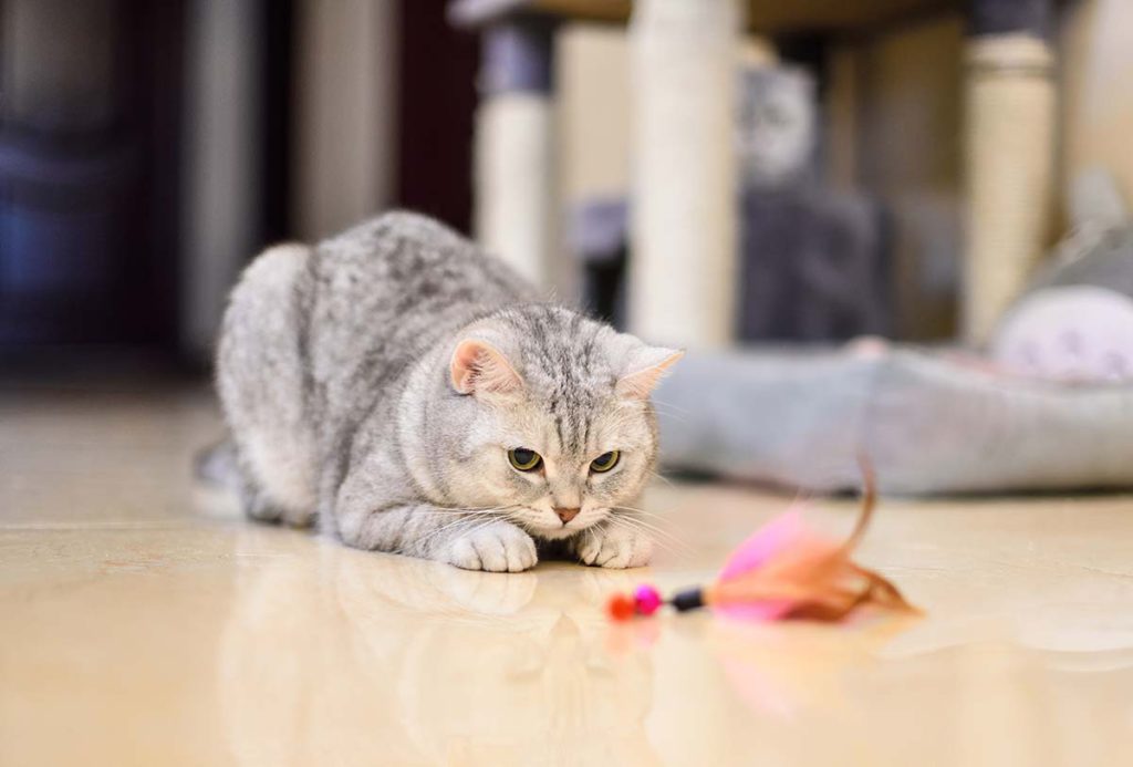 Kucing Suka Menggigit – Penyebab Dan Cara Menangani - Blog Sukapets