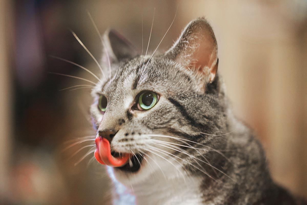 Kucing Terus Menerus Mengeluarkan Air Liur Penyebab Dan Cara