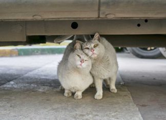 Kucing Birahi – Pengertian, Ciri-Ciri, Dan Cara Menangani