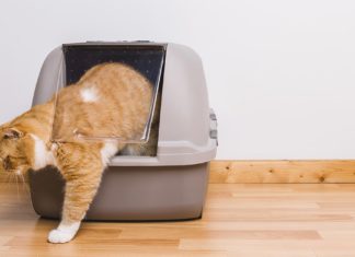 Kucing Kencing Berdarah – Ciri-Ciri, Penyebab, Cara Menangani