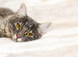 Kucing Lemas – Ciri-Ciri, Penyebab, Dan Cara Menangani