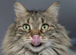 Kucing Terus Menerus Mengeluarkan Air Liur – Penyebab Dan Cara Menangani