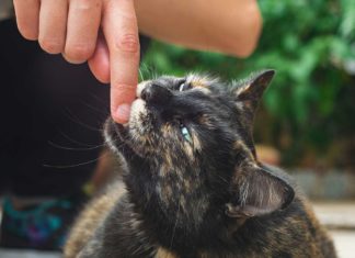 Kucing Suka Menggigit – Penyebab Dan Cara Menangani
