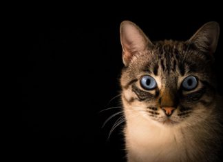 Mata Kucing Berselaput – Pengertian, Penyebab, Dan Cara Menangani