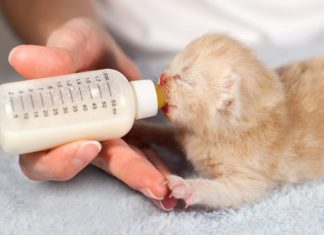 Induk Kucing Tidak Mau Menyusui Anaknya – Penyebab Dan Cara Menangani