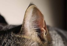 Cara Lengkap Membersihkan Telinga Kucing