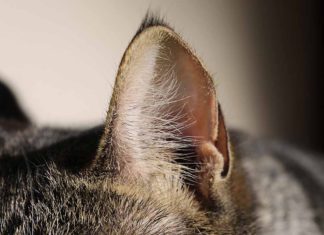 Cara Lengkap Membersihkan Telinga Kucing