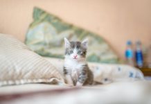 Cara Lengkap Merawat Anak Kucing