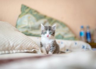 Cara Lengkap Merawat Anak Kucing