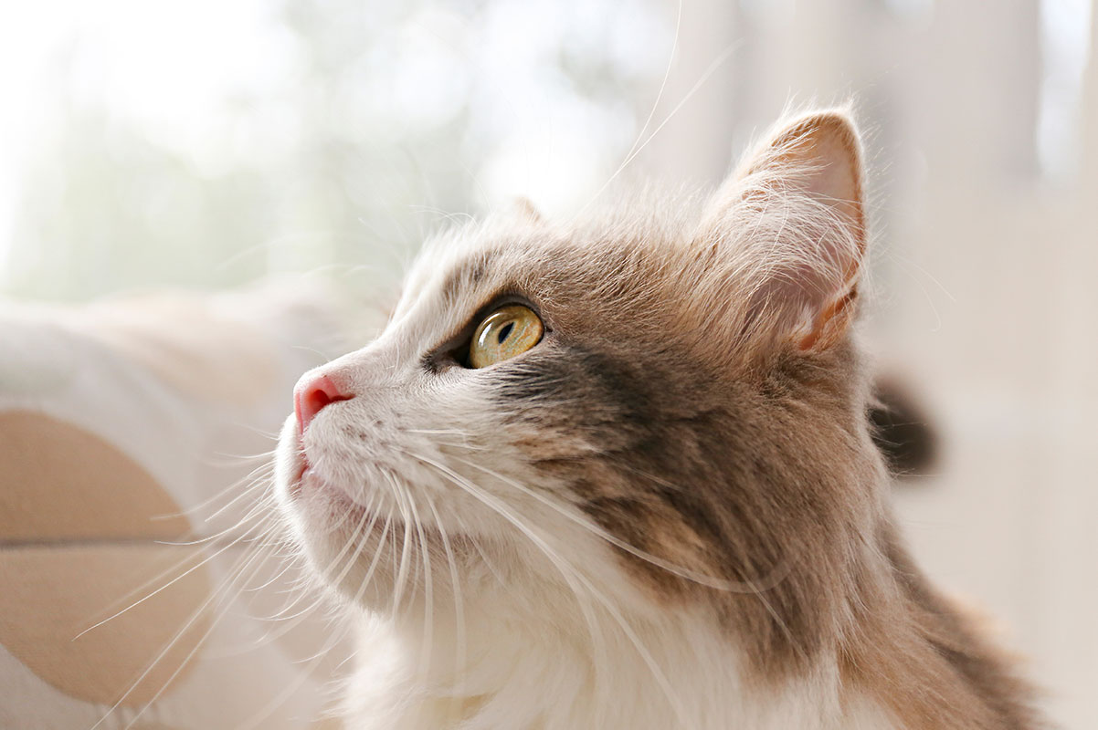 Cara Lengkap Membersihkan Telinga Kucing - Blog Sukapets